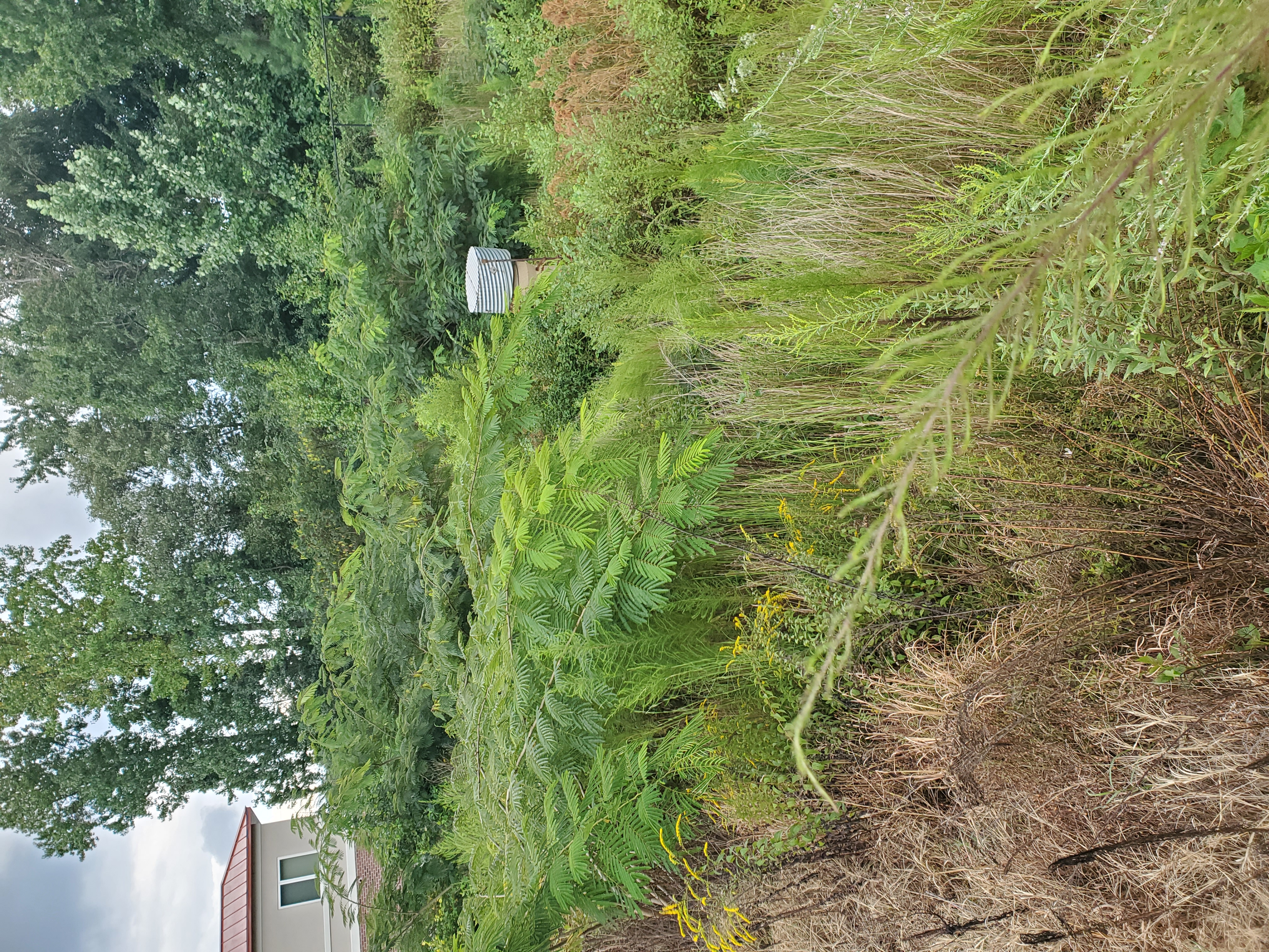 Overgrown stormwater facility with thick vegetation blocking drainage — before Skyline Stormwater maintenance